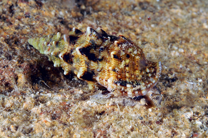 Prosobranchi